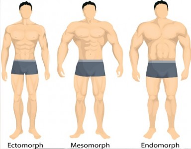 Die 3 Körpertypen